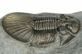 Scabriscutellum Trilobite With Morocops - Multi-Toned Shell #300563-4